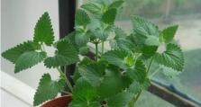 薄荷的栽种方法与注意事项（打造清新口感，从种薄荷开始）