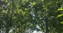 白蜡树——一种木犀科落叶乔木（特点、生长环境与应用）