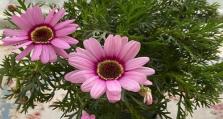 了解雏菊（多久开花一次？什么影响它的开花？）