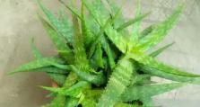 芦荟是放室内还是室外好？——探究芦荟养护的最佳方法（室内还是室外？一起来看看各自的优缺点）