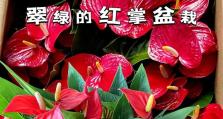 红掌喜阳还是喜阴？（揭秘红掌的喜阳和喜阴特性，帮你轻松养好它）