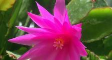 如何为假昙花施肥？（假昙花肥料选择、肥料施用方式、施肥时间、施肥量等）