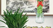 富贵竹的养护指南（怕晒太阳？掌握这些技巧轻松养成富贵竹）