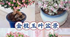 如何正确浇水金枝玉叶