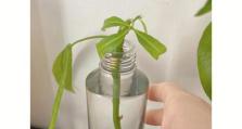 发财树可以插枝吗？（发财树枝条繁茂的妙用和插枝技巧）