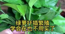 揭秘绿萝扦插却不长的奥秘（探究绿萝扦插中的关键因素及解决方法）