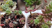 虹之玉锦，绽放全锦之美（传承千年的华丽艺术，展现东方瑰宝）