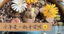 生石花开花后邹杂的原因及解决办法（探究生石花开花后邹杂的原因，提供有效的解决办法）