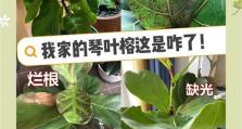 琴叶榕叶子发红的原因（解析琴叶榕叶子变红的相关因素与护理方法）