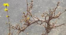 秋季腊梅修剪指南（腊梅修剪的时间、方法和注意事项）
