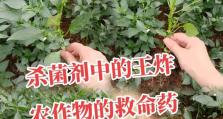 叶斑病防治的有效方法（全面掌握叶斑病的防治技巧，保护植物的健康生长）
