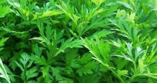 艾草开花时间及花朵特点解析（揭秘艾草开花的过程与奥秘）