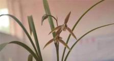 如何培养寒兰开花——寒兰养护指南（从选购到照顾，教你让寒兰开出绚烂花朵）