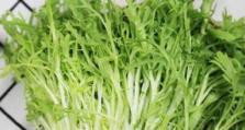 菊苣种植技术与养护（农村菊苣种植，秋季最佳选择）